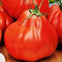 Frö till Tomat - Red Pear