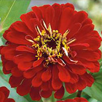Frö till Zinnie - Scarlet Flame