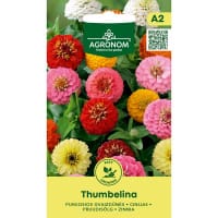 Zinnia 'Thumbelina'