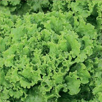 Fröer till bataviasallad lettuce, caipira