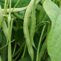 Fröer till Brytböna 'Maxi', ekologisk