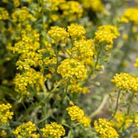 Fröer till liten stenört alyssum, yellow