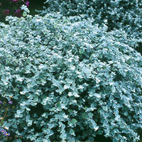 Fröer till Rabatteternell, Helichrysum microphyllum ‘Silver Mist’