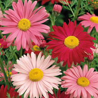 Fröer till rosenkrage tanacetums, robinson