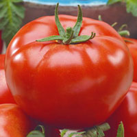 Fröer till Tomat, Solanum lycopersicum L. ’Bellfort’ F1