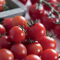 Fröer till tomat tomato, charmant