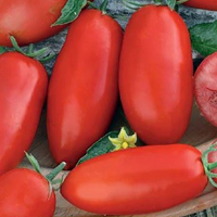 Fröer till tomat tomato, zyska