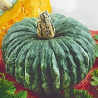 Jättepumpa 'Marina di Chioggia', ekologisk