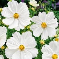 Frö till Rosenskära Cosmos Sensation White.