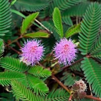 Sensitiva Rör-mig-ej