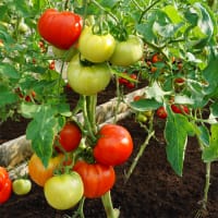 Fröer till tomat tomato, country taste