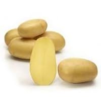 Queen Anne, sättpotatis