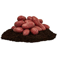 Sättpotatis till tidig potatis Cherie