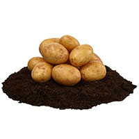 Sättpotatis till ekologisk potatis Connect