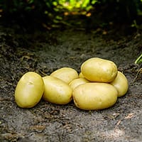 Ballerina, sättpotatis Ekologisk