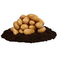 Sättpotatis till mandelpotatis