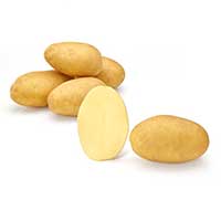 Sättpotatis till potatis Octa - snitt