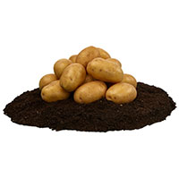 Sättpotatis till medeltidig potatis Princess