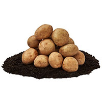 Sättpotatis till sort Rocket