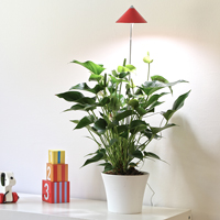 SunLite växtlampa för inomhusodling