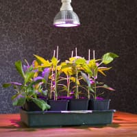 Tilläggsbelysning för växter inomhus