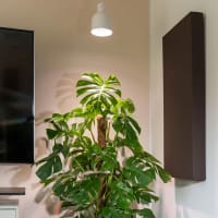 Växtlampa Indoor Plants Standard, 15W