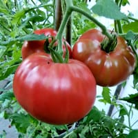 Tomatplanta 'Tschernij Prinz'