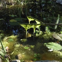 Algstopp mot alger i dammen