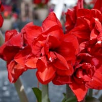 Amaryllis 'Cherry Nymph' - Wexthuset