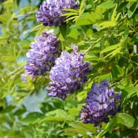 Amerikanskt blåregn ' Longwood Purple', blommor