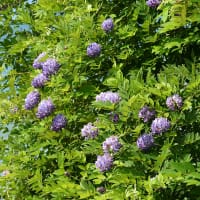 Amerikanskt blåregn ' Longwood Purple', blommor