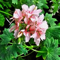 Stjärnpelargon Ansbrook Pluto