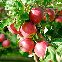 Ympris till äpple 'Amorosa'