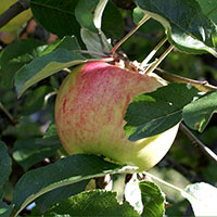 Ympris till äpple 'Cox Pomona'