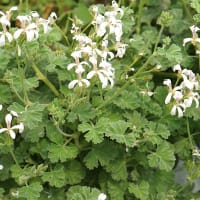 Doftpelargon 'Ardwick Cinnamon'