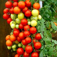 Bajaja Tomatplanta