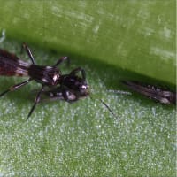 Rovtrips Franklinothrips vespiformis mot exotiska tripsarter