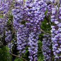 Blåregn 'Violacea Plena', blommor