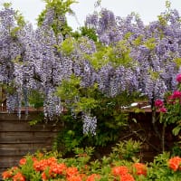 Blåregn 'Violacea Plena', blommor