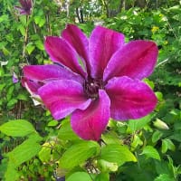 Blomma på klematis Akaishi