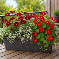 Röda och vita blommor för balkonglåda / blomlåda