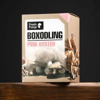 Svampodlingskit / boxodling av pink oyster, rosa svamp.