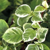 Brokbladig klätterhortensia 'Take a Chance'®