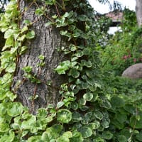 Brokbladig klätterhortensia 'Take a Chance'®