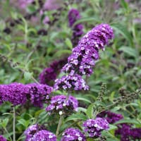 Buddleja davidii' Berries & Cream', blomning