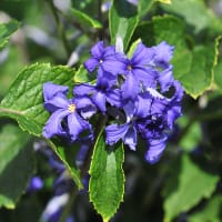 Buskklematis 'Cassandra' ®, blomma