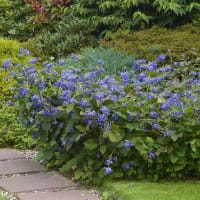 Buskklematis 'Cassandra' ®, blomma