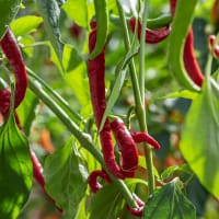 Chiliplanta Chilipeppar 'Longhorn'