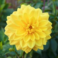 Dekorativdahlia 'American Sun'