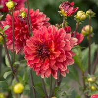 Dekorativdahlia 'Antibes'